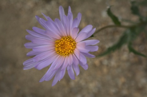 Mojave Aster • Xylorhiza tortifolia